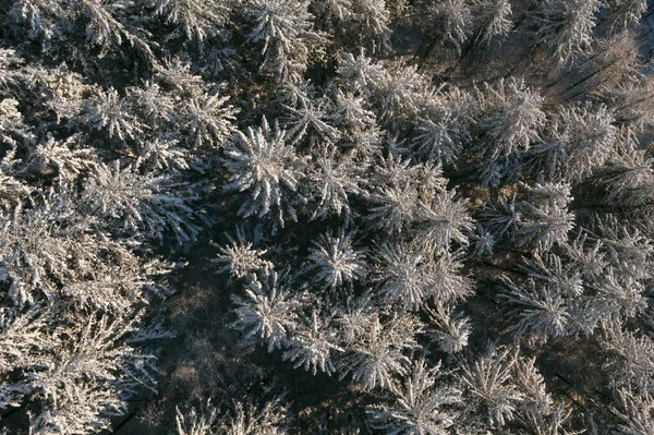 Морозний Сонячний Грудневий День Ялина Стоїть Лісі Вкритому Білим Снігом — стокове фото