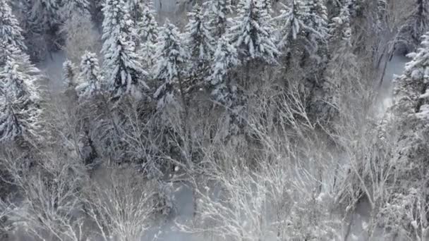 In una mattina presto soleggiata vista aerea da un drone di una foresta invernale innevata coperta da un tappeto freddo innevato. — Video Stock