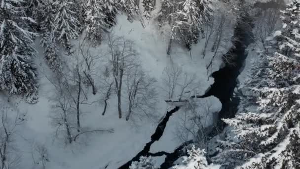 We wczesnym słonecznym poranku widok z powietrza drona śnieżnego zimowego lasu pokrytego śnieżnym zimnym dywanem. — Wideo stockowe
