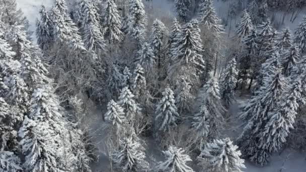 In una mattina presto soleggiata vista aerea da un drone di una foresta invernale innevata coperta da un tappeto freddo innevato. — Video Stock