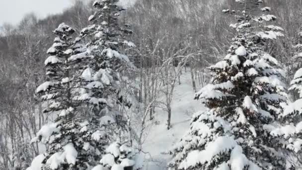 In una mattina presto soleggiata vista aerea da un drone di una foresta invernale innevata coperta da un tappeto freddo innevato. — Video Stock