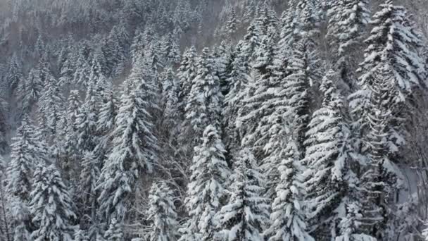 Em uma manhã ensolarada cedo vista aérea de um drone de uma floresta de inverno nevado coberto com um tapete frio nevado. — Vídeo de Stock