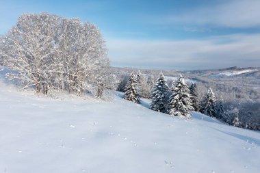 Soğuk, güneşli bir aralık gününde, ormandaki ladin ağaçları kışın örtüsüyle kaplı beyaz karla kaplıdır. Dağın tepesindeki donmuş ağaçlar beyaz karla kaplıdır..