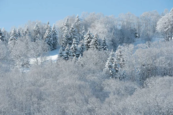 Frosty Sunny December Day Spruce Trees Stand Forest Covered White — Stockfoto