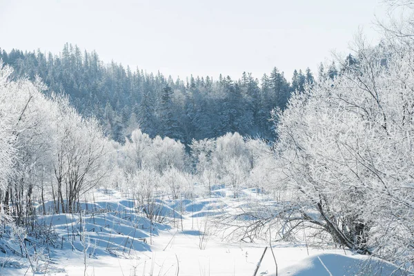 Soğuk Güneşli Bir Aralık Gününde Ormandaki Ladin Ağaçları Kışın Örtüsüyle — Stok fotoğraf