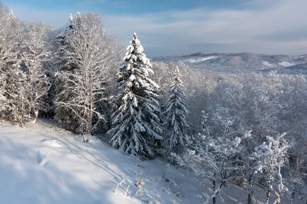 Soğuk Güneşli Bir Aralık Gününde Ormandaki Ladin Ağaçları Kışın Örtüsüyle — Stok fotoğraf