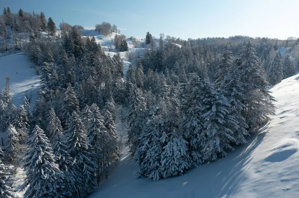 Soleado Helado Día Diciembre Los Abetos Encuentran Bosque Cubierto Nieve —  Fotos de Stock