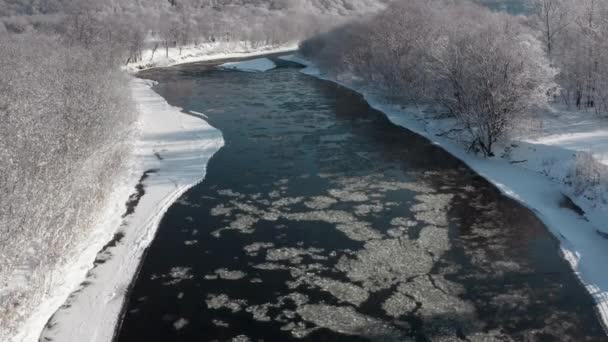 Замерзшая Река Течет Между Деревьями Покрытыми Белым Снегом Морозный Солнечный — стоковое видео