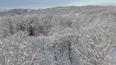 The frozen trees at the top of the mountain are covered with white snow. On a frosty sunny December day, spruce trees stand in the forest covered with white snow, wrapped in a blanket of winter.