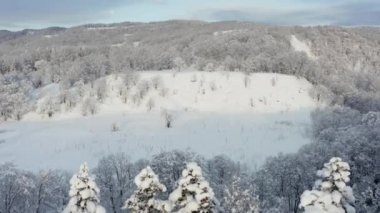The frozen trees at the top of the mountain are covered with white snow. On a frosty sunny December day, spruce trees stand in the forest covered with white snow, wrapped in a blanket of winter.
