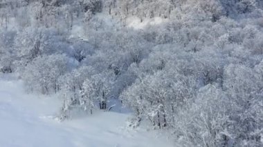 The frozen trees at the top of the mountain are covered with white snow. On a frosty sunny December day, spruce trees stand in the forest covered with white snow, wrapped in a blanket of winter.