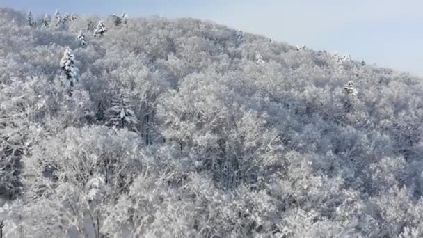 The frozen trees at the top of the mountain are covered with white snow. On a frosty sunny December day, spruce trees stand in the forest covered with white snow, wrapped in a blanket of winter. — Vídeo de Stock