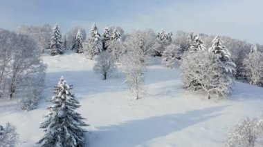 The frozen trees at the top of the mountain are covered with white snow. On a frosty sunny December day, spruce trees stand in the forest covered with white snow, wrapped in a blanket of winter.