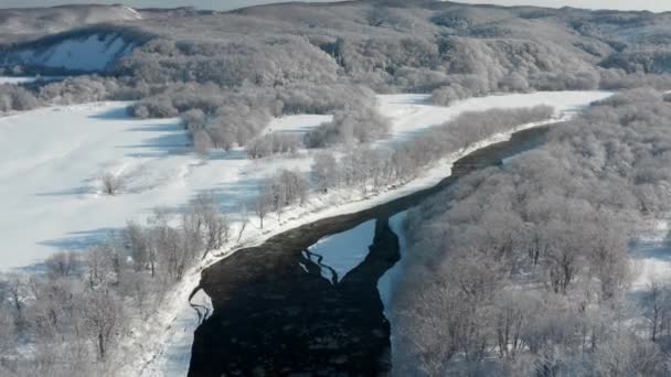 白い雪に覆われた木々の間には凍った川が流れている。12月の晴れた日には、トウヒの木が成長し、冬のベールで覆われ、川が流れ、鳥の目の景色が上から見えます。. — ストック動画