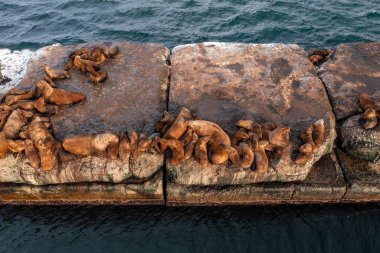 Vahşi kulaklı foklar Pasifik Okyanusu yakınlarındaki kayalıklarda dinleniyor. Komik tembel hayvanlar uyuyor. Doğal ortamlarında korunan deniz memelileri. Siuchi deniz hayvanları kış günü avlandıktan sonra bir taşın üzerinde yatarlar..