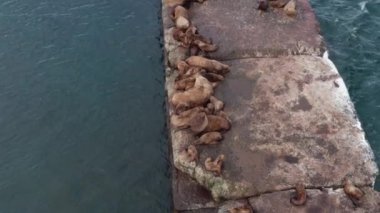 Deniz hayvanları Shiuchi bir kış günü avlandıktan sonra bir taşın üzerinde dinlenir. Vahşi kulaklı foklar Pasifik Okyanusu yakınlarındaki kayalıklarda dinleniyor. Komik tembel vahşi hayvanlar uyuyor. Korunan deniz memelileri