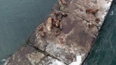 Deniz hayvanları Shiuchi bir kış günü avlandıktan sonra bir taşın üzerinde dinlenir. Vahşi kulaklı foklar Pasifik Okyanusu yakınlarındaki kayalıklarda dinleniyor. Komik tembel vahşi hayvanlar uyuyor. Korunan deniz memelileri