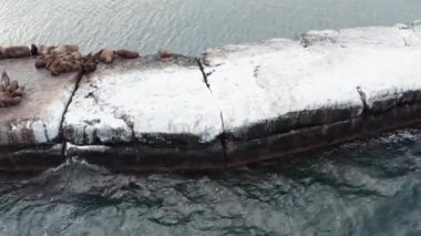 Deniz hayvanları Shiuchi bir kış günü avlandıktan sonra bir taşın üzerinde dinlenir. Vahşi kulaklı foklar Pasifik Okyanusu yakınlarındaki kayalıklarda dinleniyor. Komik tembel vahşi hayvanlar uyuyor. Korunan deniz memelileri