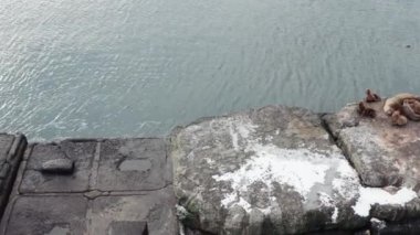 Deniz hayvanları Shiuchi bir kış günü avlandıktan sonra bir taşın üzerinde dinlenir. Vahşi kulaklı foklar Pasifik Okyanusu yakınlarındaki kayalıklarda dinleniyor. Komik tembel vahşi hayvanlar uyuyor. Korunan deniz memelileri