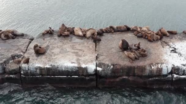 Gli animali marini shiuchi giacevano su una pietra dopo aver cacciato in una giornata invernale. Le foche dalle orecchie selvagge riposano sulle rocce vicino all'Oceano Pacifico. Divertenti animali pigri stanno dormendo. Mammiferi marini protetti — Video Stock