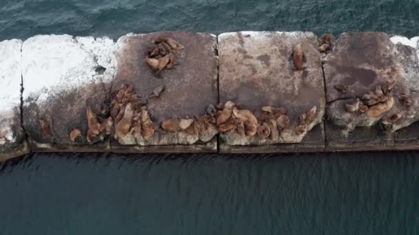 Os animais do mar shiuchi estão descansando em uma pedra depois de caçar em um dia de inverno. Selos de orelhas selvagens descansam nas rochas perto do Oceano Pacífico. Animais selvagens preguiçosos engraçados estão dormindo. Mamíferos marinhos protegidos — Vídeo de Stock