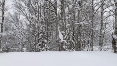 In the early winter morning, snow slowly falls on a snowy winter forest covered with a snowy cold carpet.