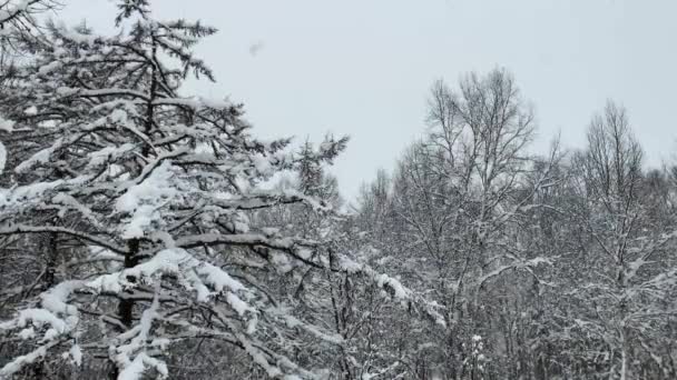 In the early winter morning, snow slowly falls on a snowy winter forest covered with a snowy cold carpet. — Stock Video