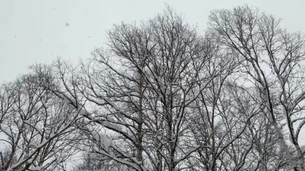 이른 겨울 아침 눈 이 눈덮인 겨울 숲에 서서히 내린다 눈덮인 찬 카펫으로 덮여 있다. — 비디오