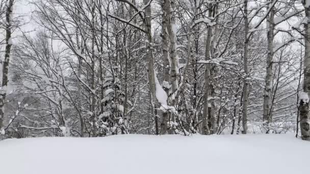 In the early winter morning, snow slowly falls on a snowy winter forest covered with a snowy cold carpet. — Wideo stockowe