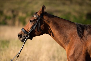 On a summer day in a field, a brown horse walks in a meadow close-up, a portrait of a brown horse in a summer field.