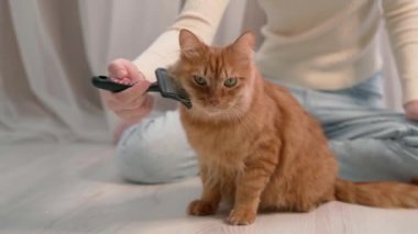 Kız uzun saçlarıyla ilgilenen kırmızı bir kediyi okşar, okşar ve tarar. Kız doktor, kedinin saçını tarıyor, kuaförde tüylü bir kedi kesiyor..