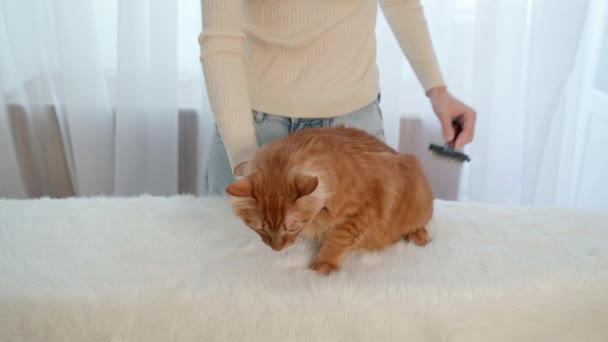 Flickan Smeker Smeker Och Kammar Röd Katt Vårdar Långt Hår — Stockvideo