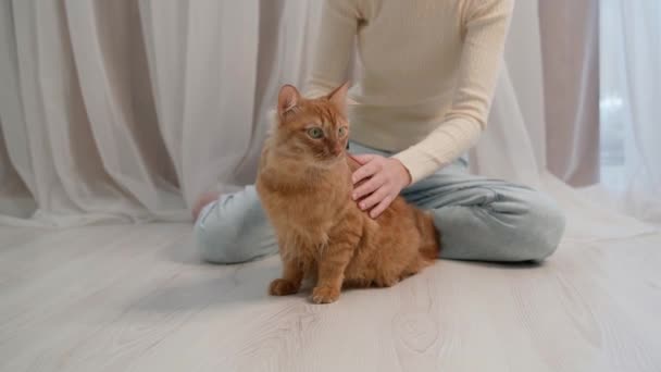 Kız Uzun Saçlarıyla Ilgilenen Kırmızı Bir Kediyi Okşar Okşar Tarar — Stok video