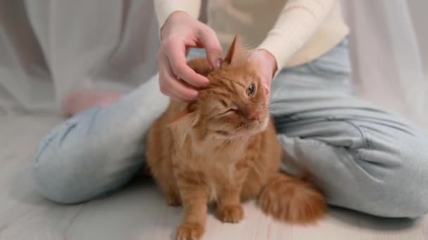 Gadis Itu Membelai Membelai Dan Menyisir Kucing Merah Merawat Rambut — Stok Video