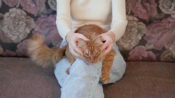 Gadis Itu Membelai Membelai Dan Menyisir Kucing Merah Merawat Rambut — Stok Video