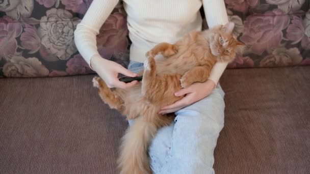 Lány Simogatja Simogatja Fésüli Vörös Macskát Gondoskodva Hosszú Hajról Lány — Stock videók
