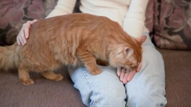 Das Mädchen Hält Eine Katze Füttert Futter Aus Ihrer Handfläche — Stockvideo