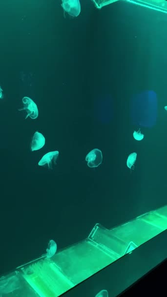 Πολύχρωμα Υποβρύχια Ψάρια Κολυμπούν Στο Ενυδρείο Μπλε Φως Πίσω Από — Αρχείο Βίντεο