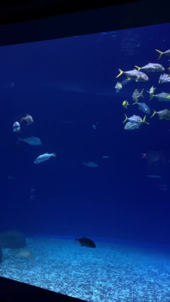 Des Poissons Sous Marins Colorés Nagent Dans Aquarium Lumière Bleue — Video