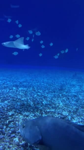 Kleurrijke Onderwatervissen Zwemmen Het Aquarium Blauw Licht Achter Glas Een — Stockvideo