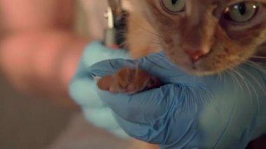 Veteriner doktor kediyi tutuyor, pençelerini kesiyor, kırmızı kediyi okşuyor ve tarıyor, uzun saç ve pençelerle ilgileniyor. Kız doktor, tarakla kedi kılı tarıyor, kuaförde tüylü bir kediyi kırpıyor..