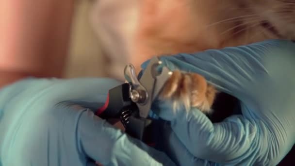 Médico Veterinário Segura Gato Corta Suas Garras Acaricia Penteia Gato — Vídeo de Stock