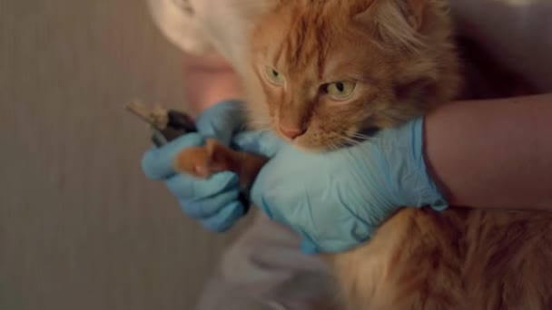 Veterinární Lékař Drží Kočku Řízne Drápů Hladí Česá Červenou Kočku — Stock video