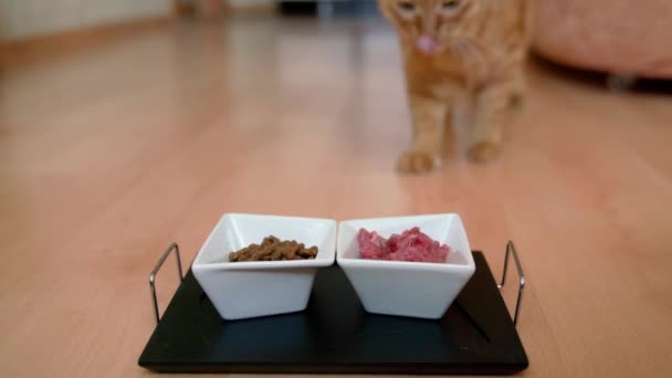 Czerwony Kot Domu Ciągu Dnia Biegnie Talerza Jedzeniem Mięsem Pyszne — Wideo stockowe