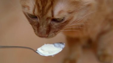 Evde kızıl bir kedi öğleden sonra kaşıktan bir dille beyaz krema yalıyor ve lezzetli bir öğle yemeği yiyor. Kedi, kedinin yakın çekimi olan kızıl kediye öğle yemeği olarak sunulan beyaz kremalı bir kaşıktan yer..