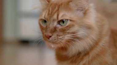 Evde kızıl bir kedi öğleden sonra kaşıktan bir dille beyaz krema yalıyor ve lezzetli bir öğle yemeği yiyor. Kedi, kedinin yakın çekimi olan kızıl kediye öğle yemeği olarak sunulan beyaz kremalı bir kaşıktan yer..