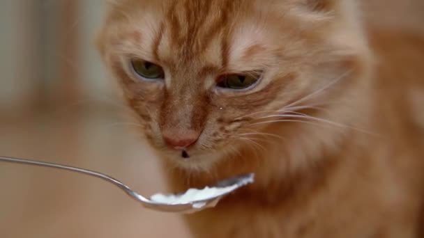 Seekor Kucing Jahe Rumah Menjilat Krim Putih Dengan Lidah Dari — Stok Video
