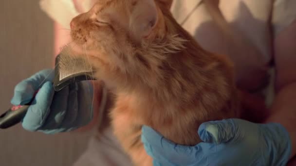 Veterinário Segura Gato Limpa Orelhas Olha Para Pulgas Acaricia Penteia — Vídeo de Stock