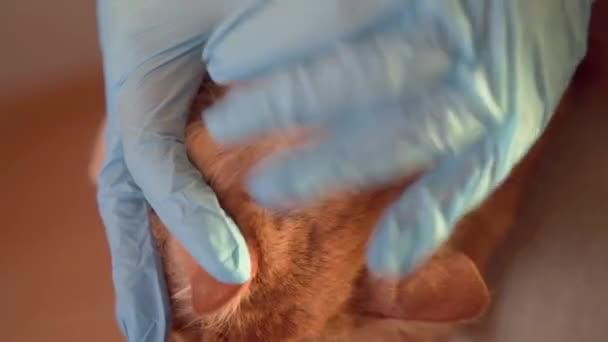 兽医抱着猫 清洁耳朵 看跳蚤 爱抚和梳理生姜猫 照顾长毛和耳朵 一位女医生在兽医诊所里检查一只红猫的头发和耳朵 — 图库视频影像