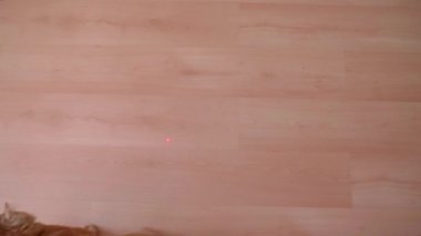 Kırmızı bir kedi evde lazerle oynuyor, zıplıyor, daireler çiziyor, patileriyle kırmızı ışığı yakalıyor. Şirin tüylü hayvanlar. Kedi ailesi. Kırmızı ve kahverengi kediler.
